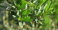 Euclea schimperi daphnoides