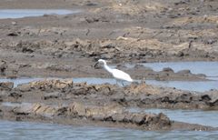 Egretta garzetta