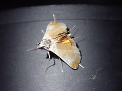 Trichophysetis pulchella