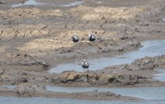 Pluvialis squatarola