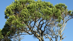 Euclea schimperi daphnoides