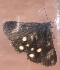 Litocala sexsignata