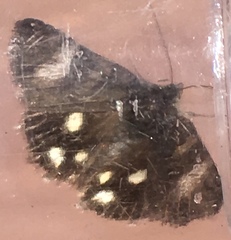 Litocala sexsignata