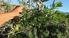 Euclea schimperi daphnoides