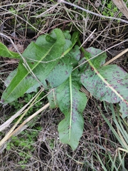Rumex japonicus