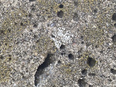 Myriolecis semipallida