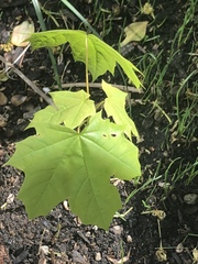 Acer platanoides