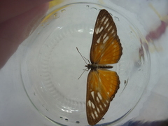 Mestra hersilia semifulva