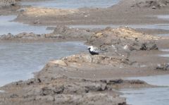 Pluvialis squatarola