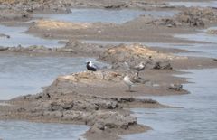 Pluvialis squatarola