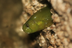 Apodichthys flavidus