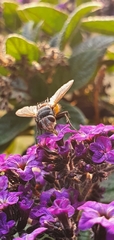 Tachina fera