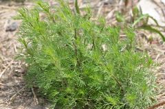 Artemisia