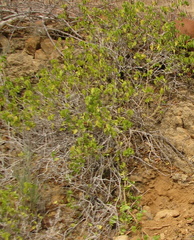 Landolphiinae