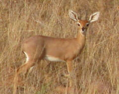 Raphicerus campestris steinhardti