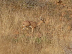 Raphicerus campestris steinhardti