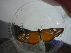 Mestra hersilia semifulva
