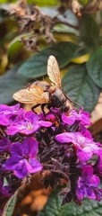 Tachina fera