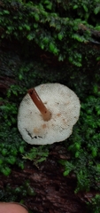 Filoboletus gracilis