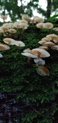 Filoboletus gracilis
