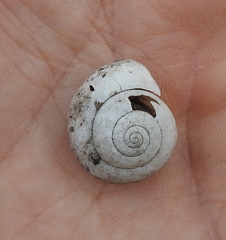 Fruticicola fruticum