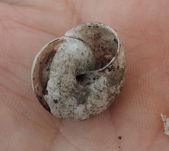 Fruticicola fruticum