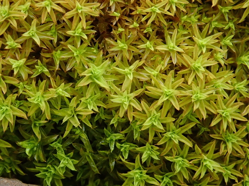 Barbula unguiculata