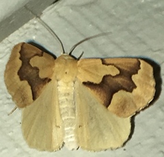 Sabulodes edwardsata