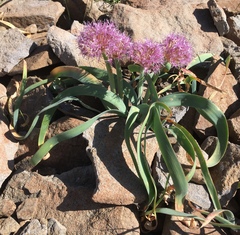 Allium platycaule