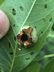 Phylloxera stoetzelae