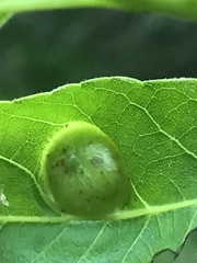 Phylloxera stoetzelae