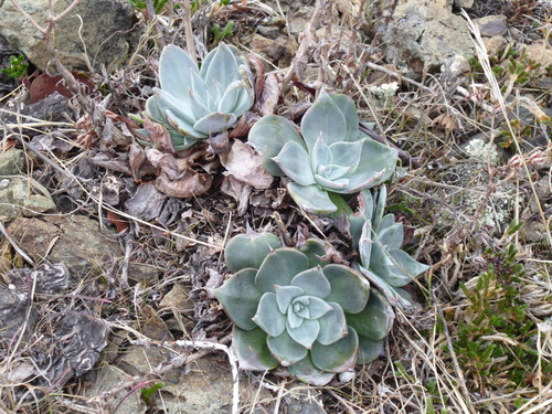 Canyon Dudleya foliage