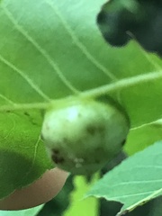 Phylloxera stoetzelae