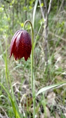 Fritillaria meleagroides