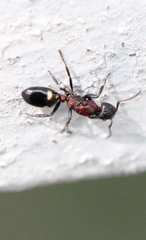 Dolichoderus sibiricus