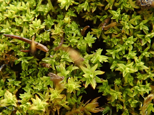 Streblotrichum convolutum