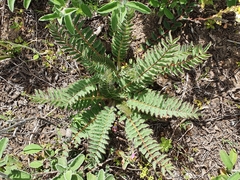 Astragalus boreoafricanus