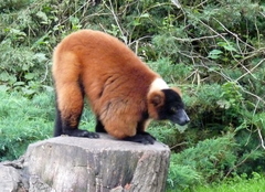 Varecia rubra
