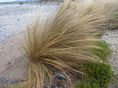 Austrostipa stipoides