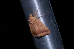 Ophiusa trapezium