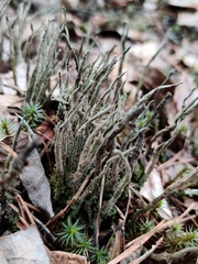 Cladonia cornuta cornuta