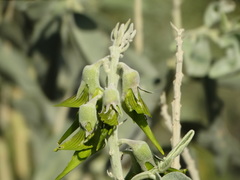 Crotalaria cunninghamii