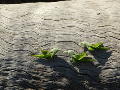 Crotalaria cunninghamii