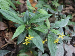 Lysimachia ardisioides