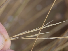 Austrostipa stipoides