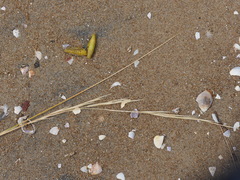 Austrostipa stipoides