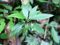 Lysimachia ardisioides