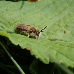 Andrena