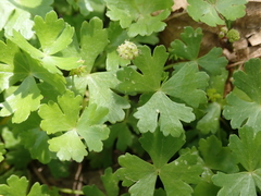 Hydrocotyle batrachium