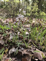 Delphinium carolinianum